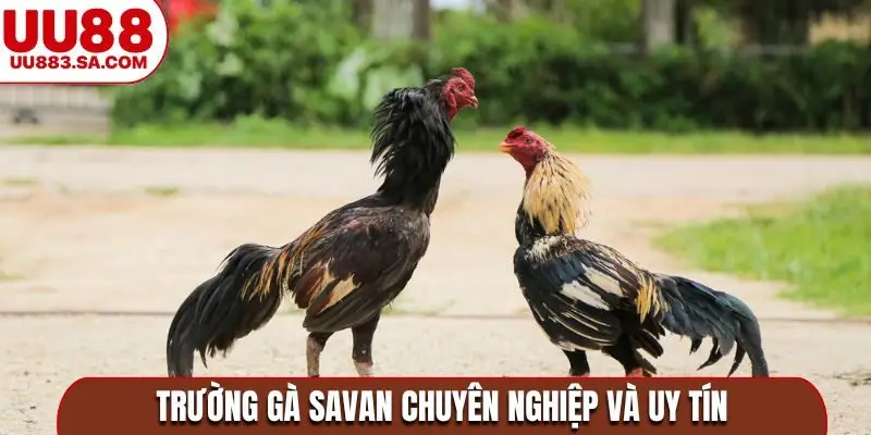 Trường gà Savan chuyên nghiệp và uy tín